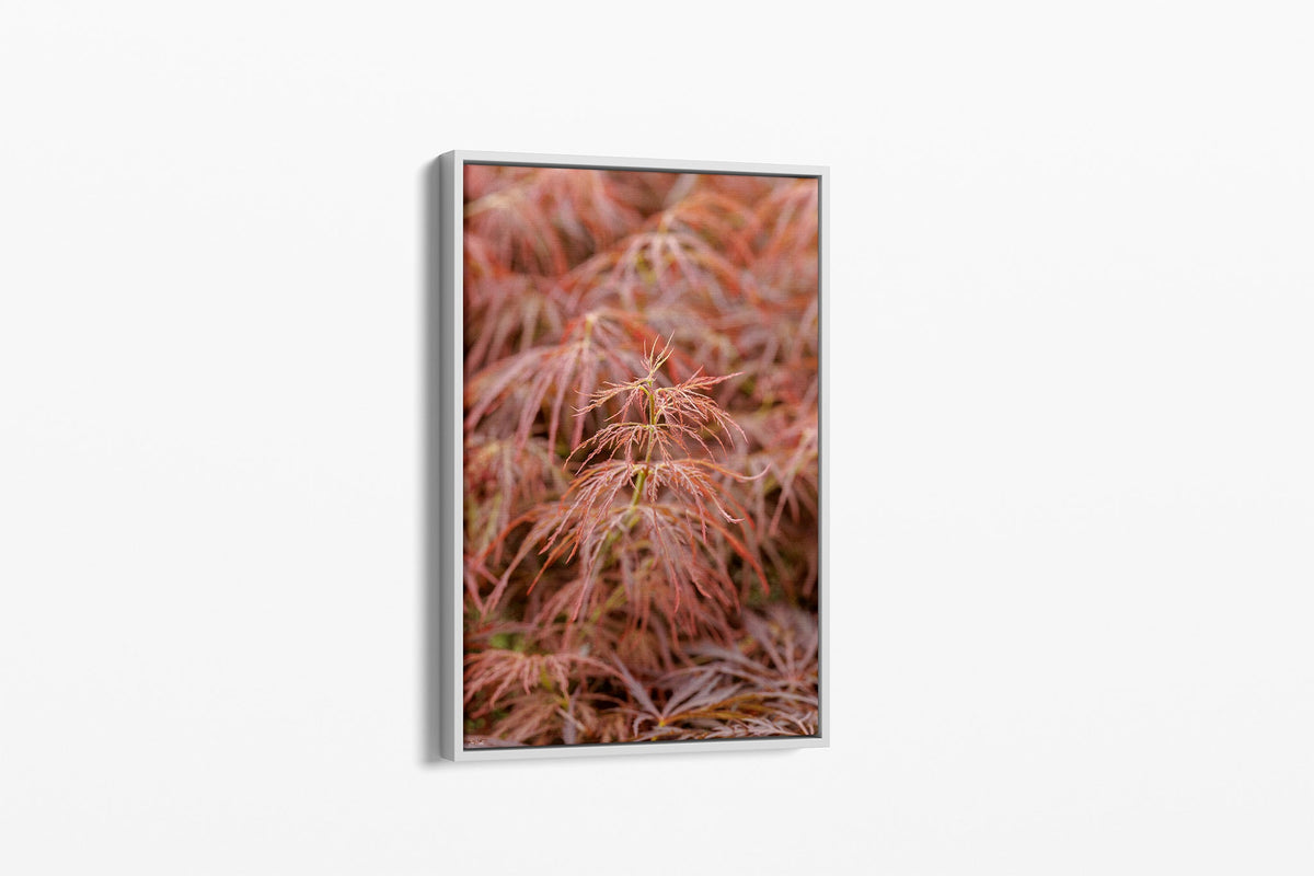 Japanese maple print shown as a canvas in a white float frame.