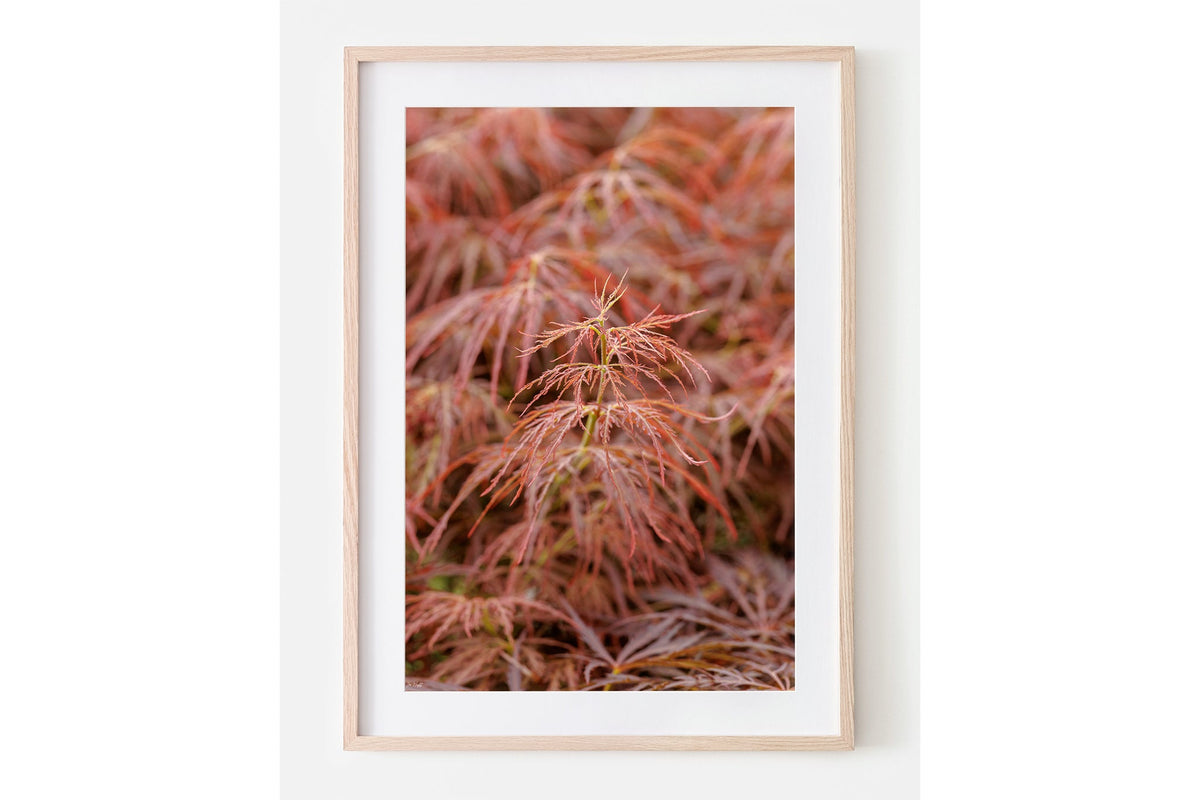 Japanese maple print shown framed in oak with a white mat.