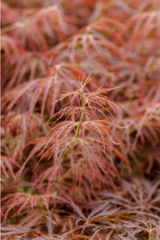 Finely cut red and copper Japanese maple leaves cascading across the frame, sharp at the centre, a botanical wall print.