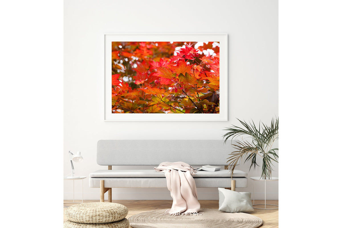 Red maple leaves print shown framed in white above a bench seat.