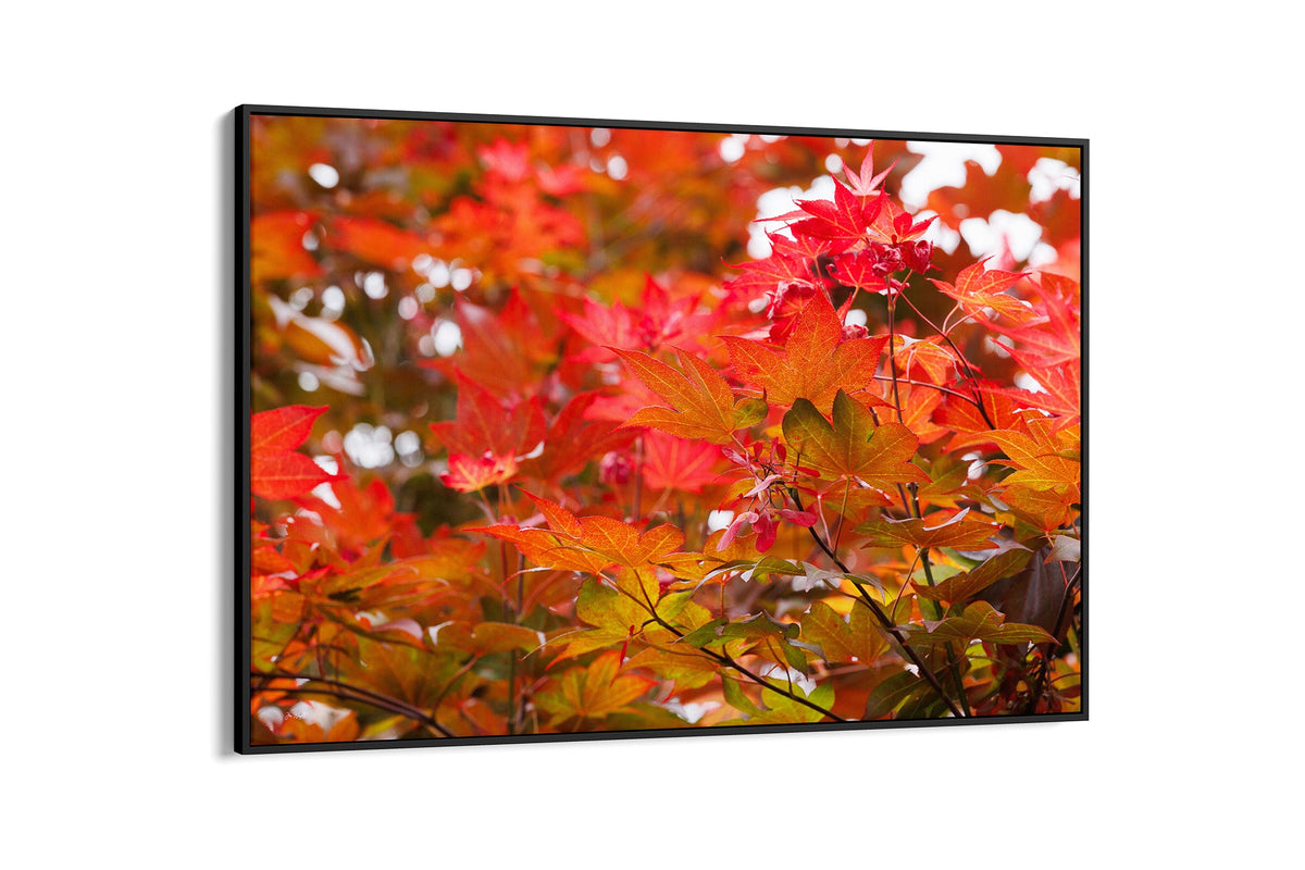 Red maple leaves print shown as a canvas in a black float frame.