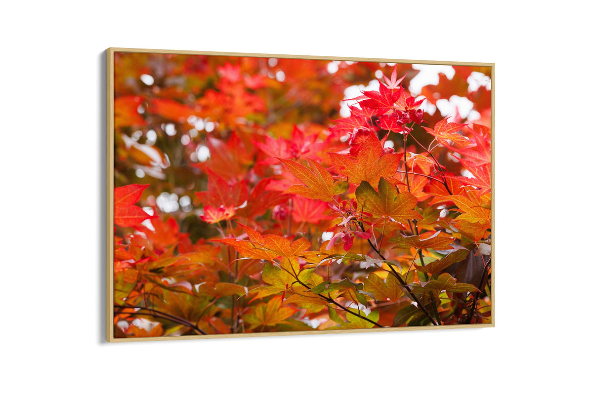 Red maple leaves print shown as a canvas in an oak float frame.