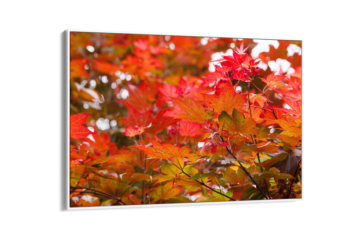 Red maple leaves print shown as a canvas in a white float frame.