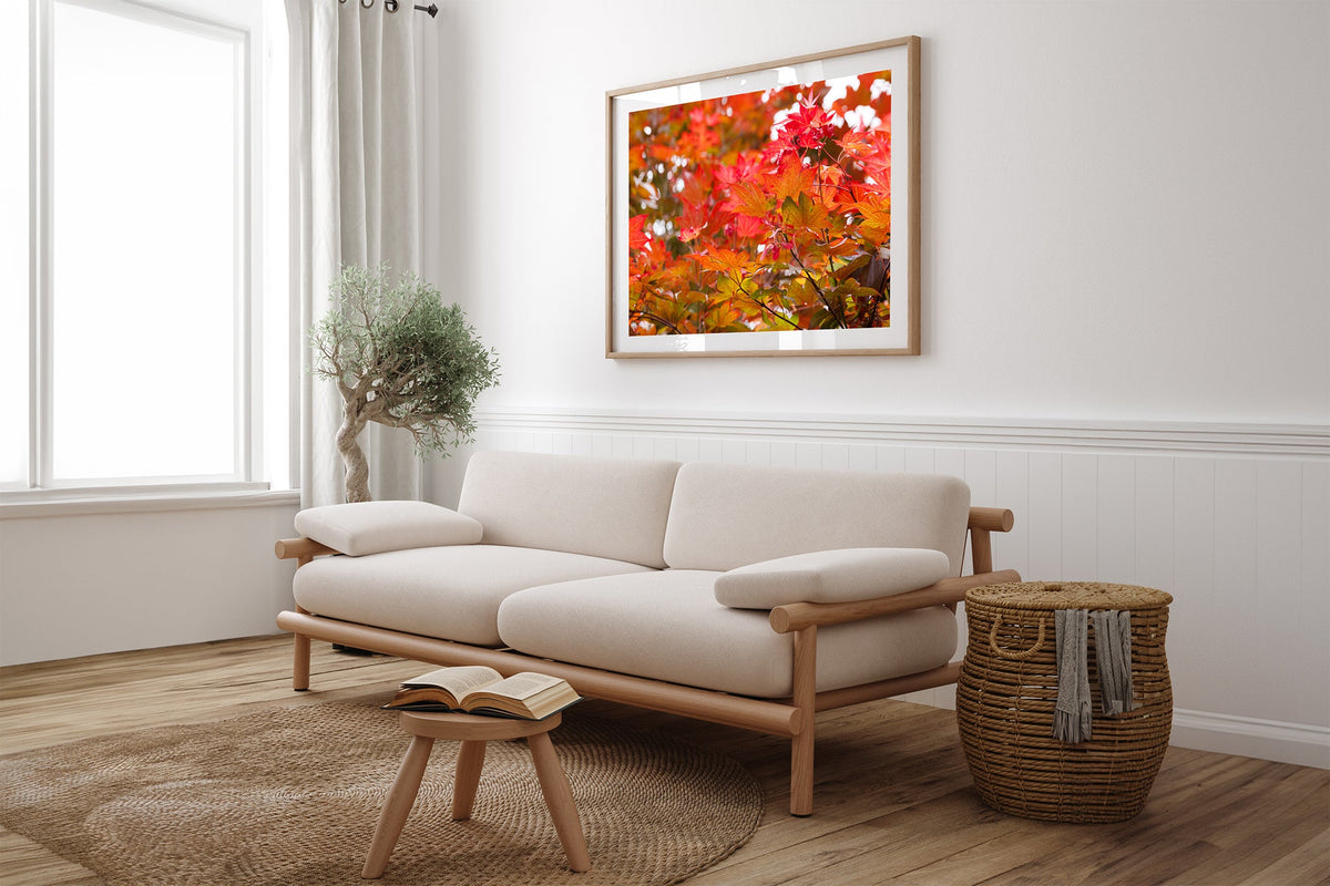 Red maple leaves print shown framed in oak above a linen couch.