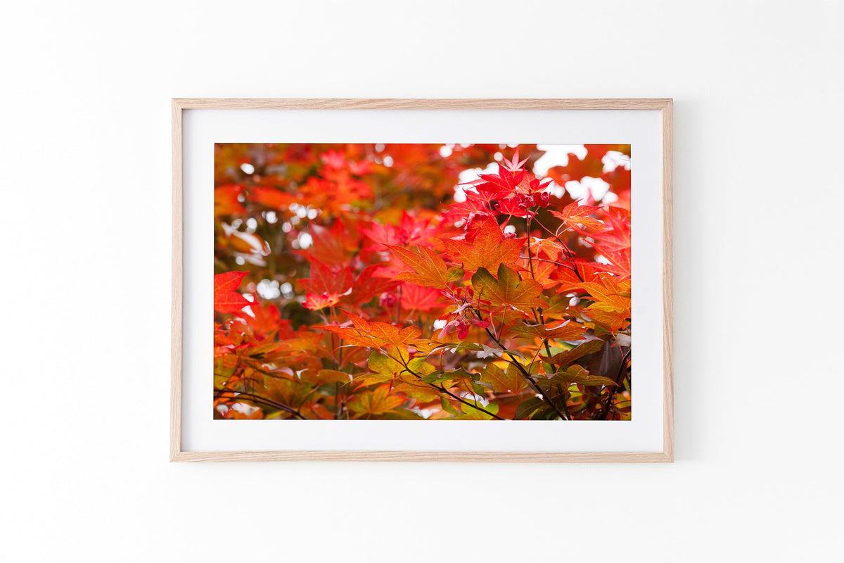 Red maple leaves print shown framed in oak.