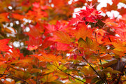 Vivid red, orange and green maple leaves with sharp veins at right and glowing bokeh behind, a botanical wall print.
