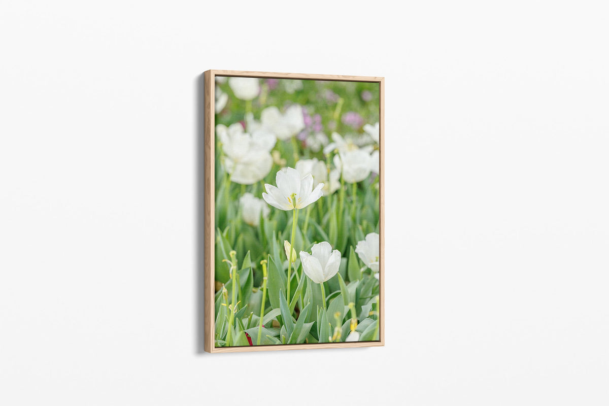 White tulip print shown as a canvas in an oak float frame.