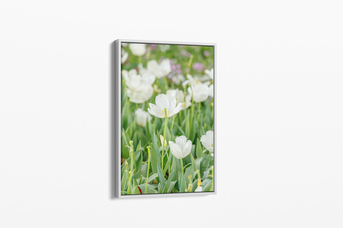 White tulip print shown as a canvas in a white float frame.