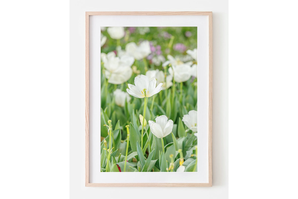 White tulip print shown framed in oak with a white mat.