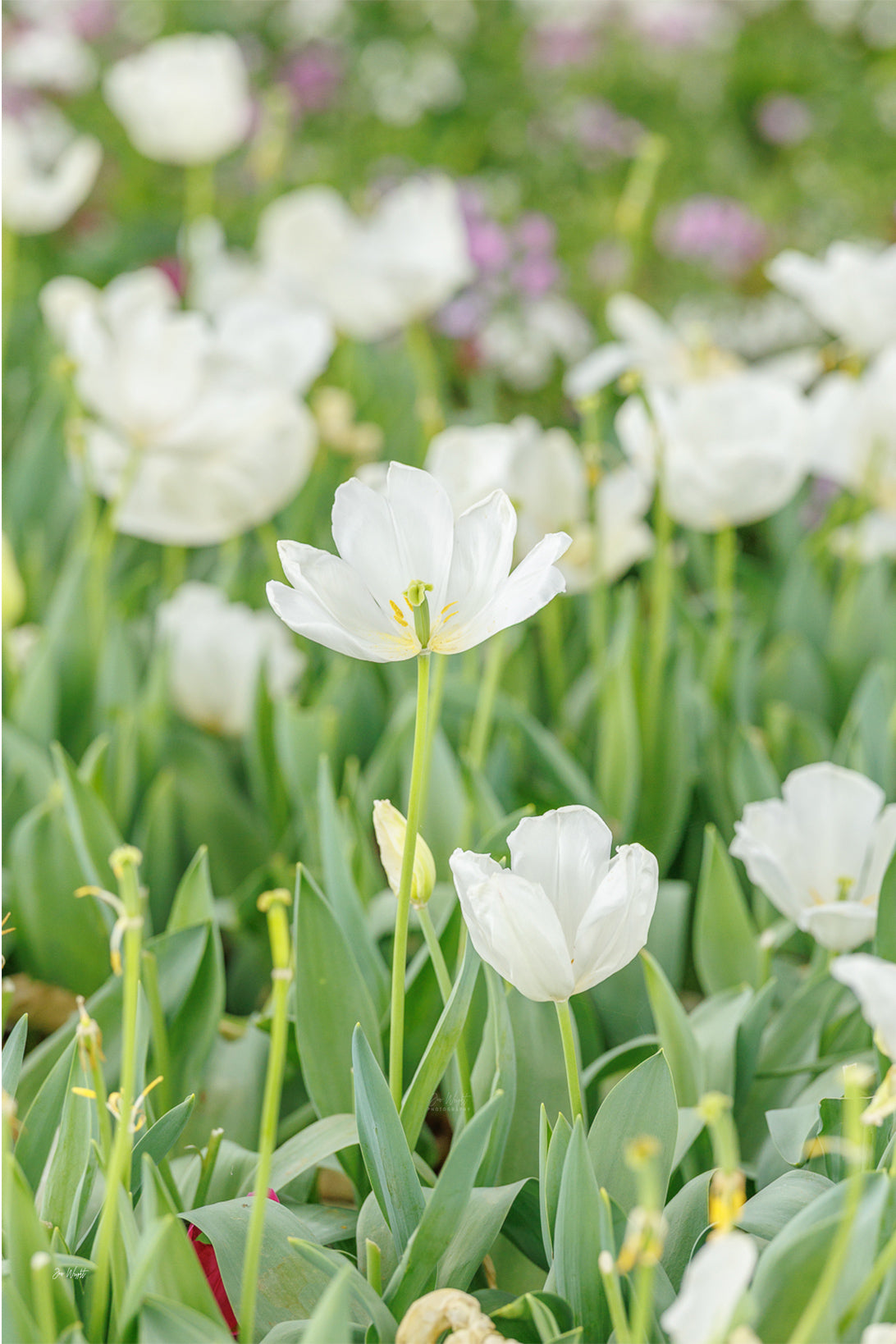 A white tulip opening to show yellow stamens among blue-green leaves and more white tulips, a floral wall print.