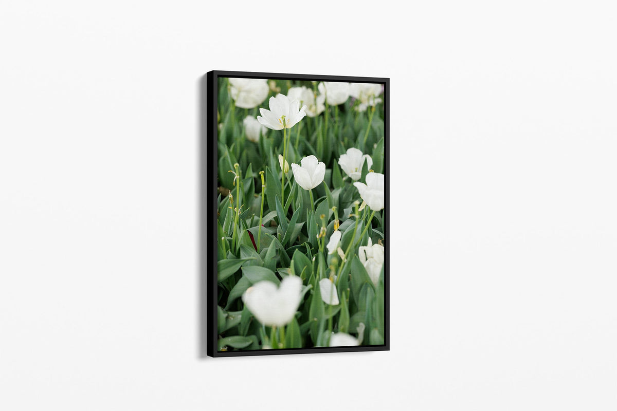White tulips print shown as a canvas in a black float frame.