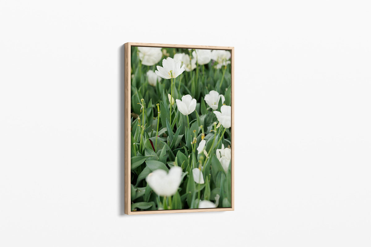 White tulips print shown as a canvas in an oak float frame.