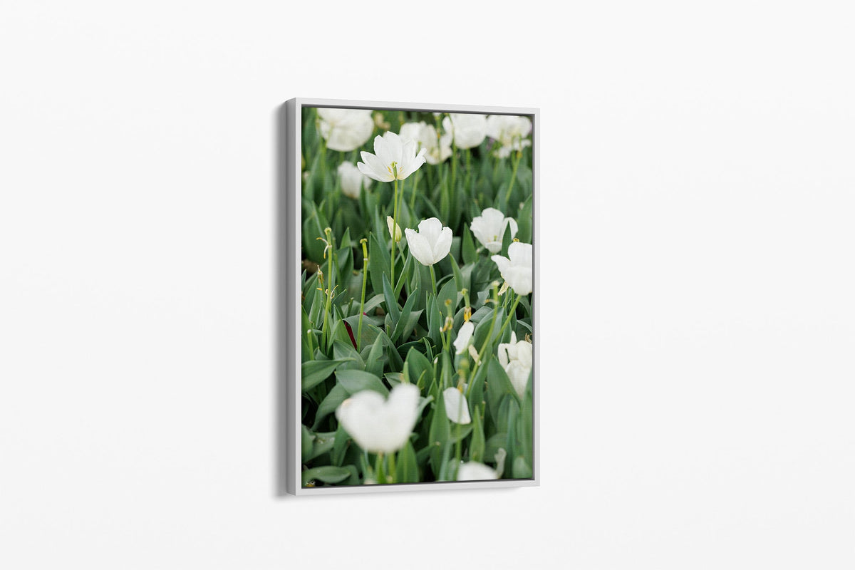 White tulips print shown as a canvas in a white float frame.