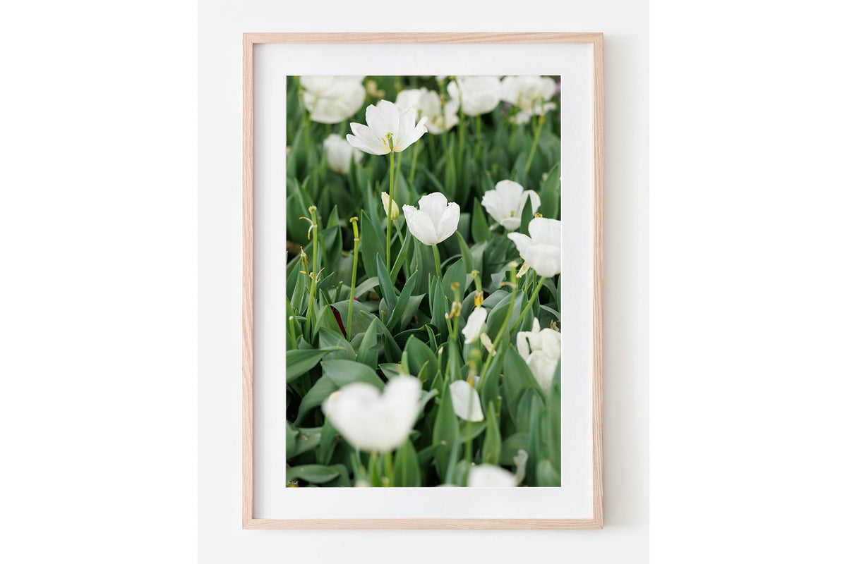 White tulips print shown framed in oak with a white mat.