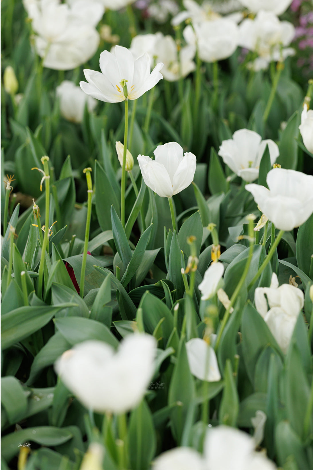 A sharp white tulip among deep green leaves with more white tulips softly blurred around it, a floral wall print.