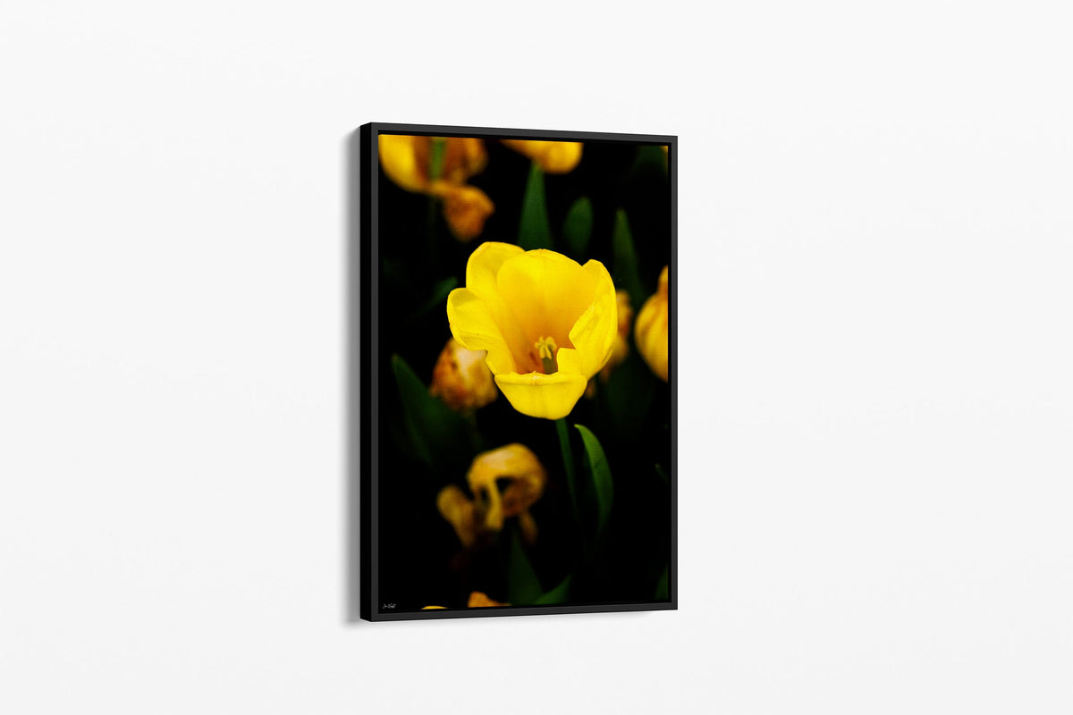 Yellow tulip print shown as a canvas in a black float frame.
