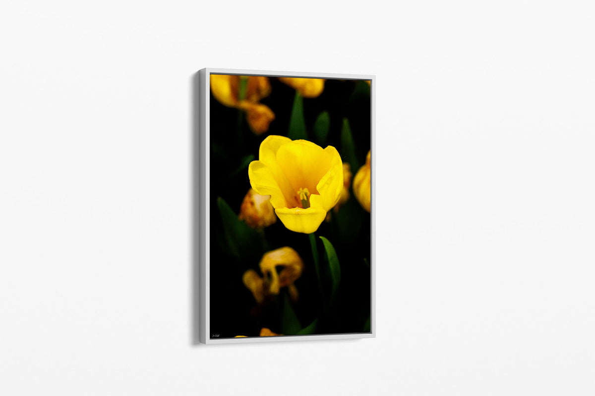 Yellow tulip print shown as a canvas in a white float frame.
