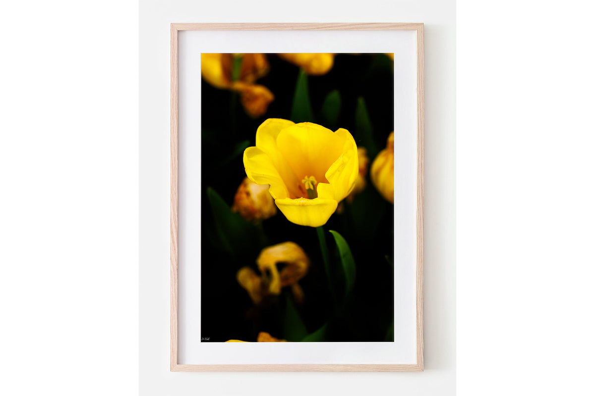 Yellow tulip print shown framed in oak with a white mat.