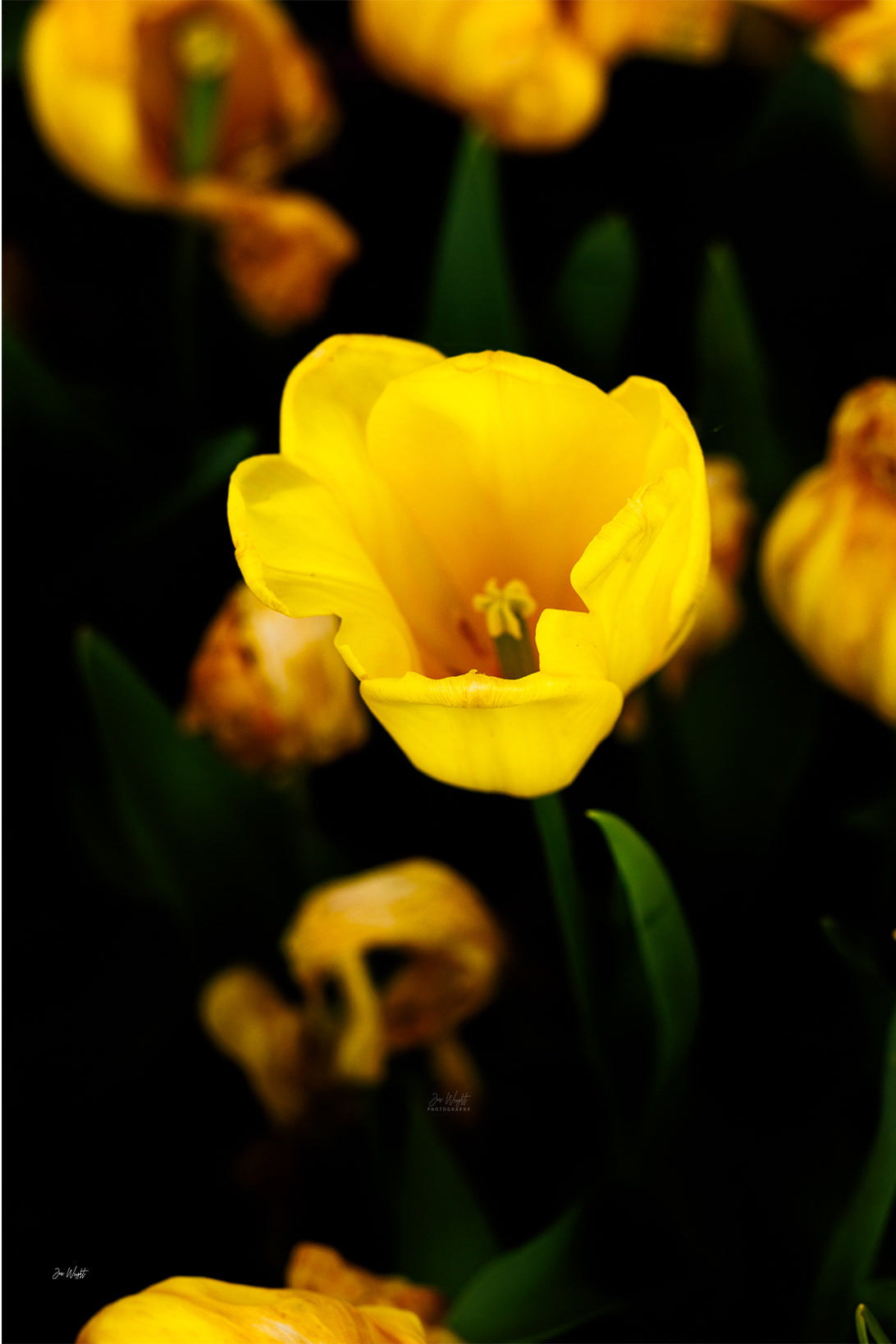 A glowing golden yellow tulip open wide against near-black shadow with fading tulips beside it, a floral wall print.