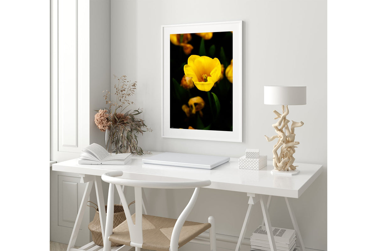 Yellow tulip print shown framed in white.