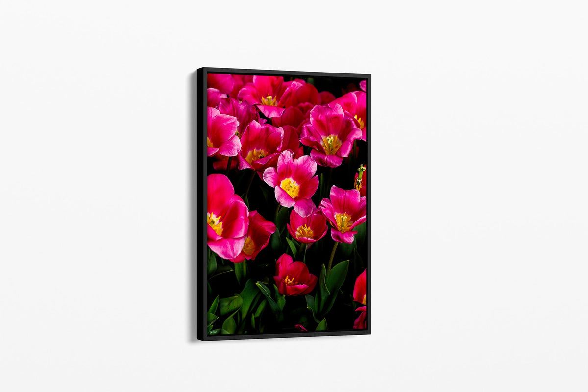 Pink tulip print shown as a canvas in a black float frame.