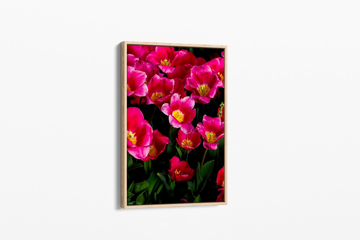 Pink tulip print shown as a canvas in an oak float frame.