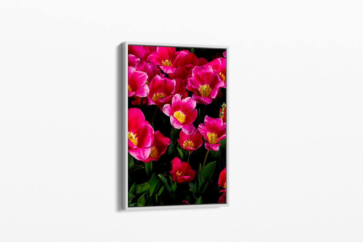 Pink tulip print shown as a canvas in a white float frame.
