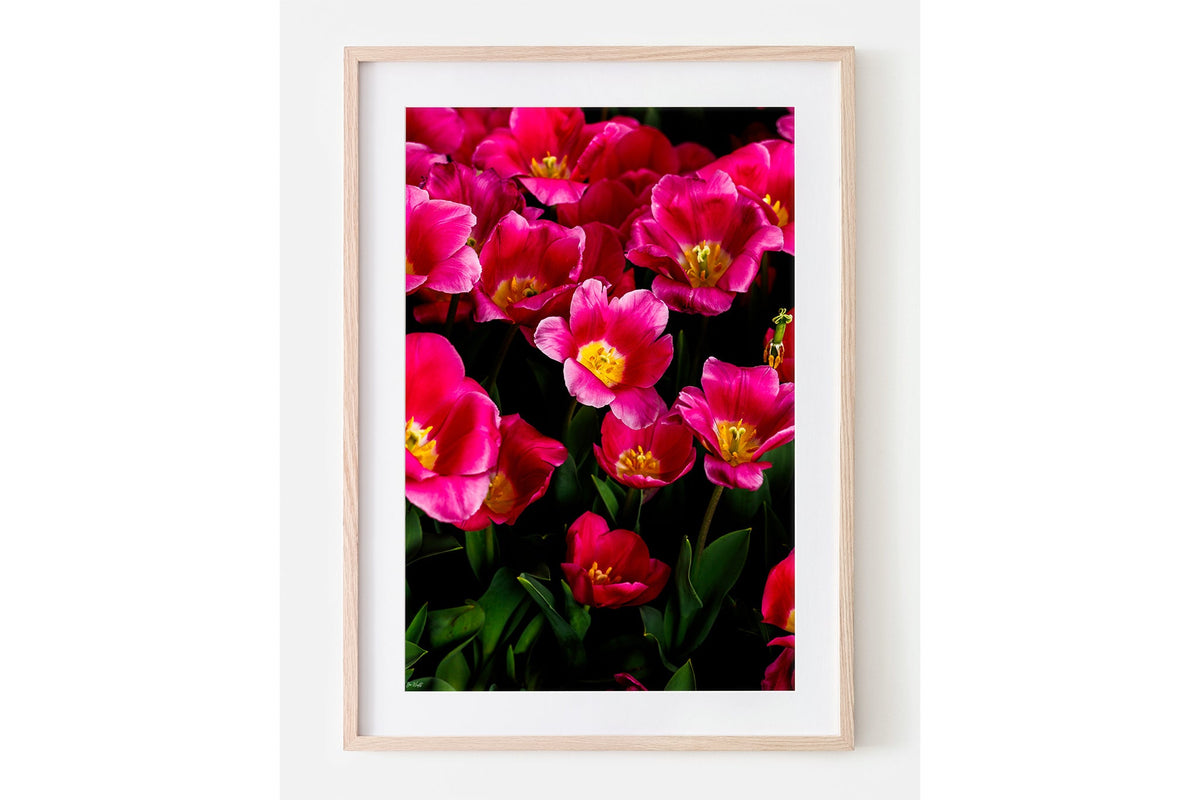 Pink tulip print shown framed in oak with a white mat.