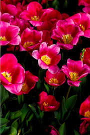 A crowd of hot pink and magenta tulips with yellow centres against deep green leaves and a dark background, a floral wall print.