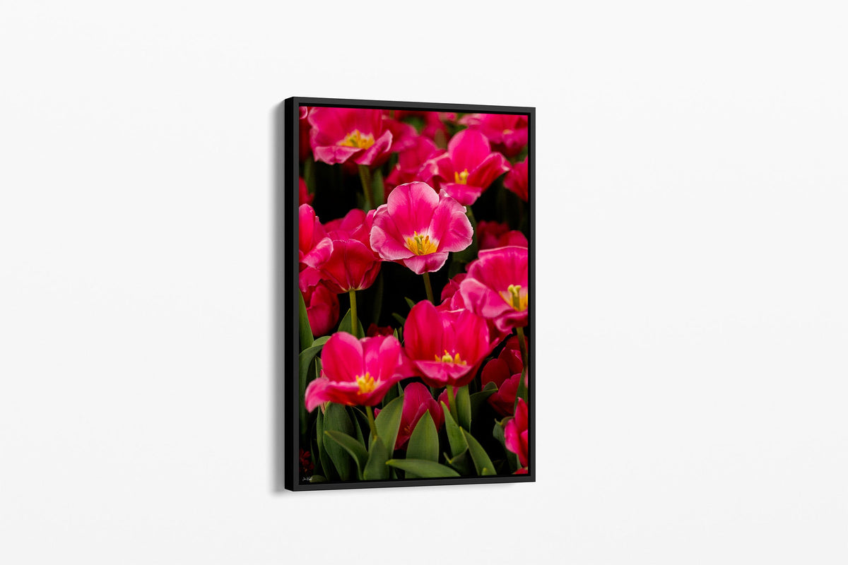 Magenta tulip print shown as a canvas in a black float frame.