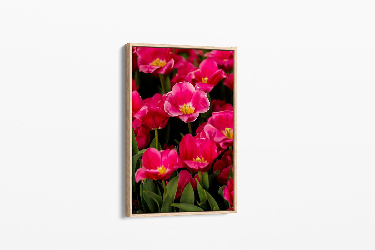 Magenta tulip print shown as a canvas in an oak float frame.