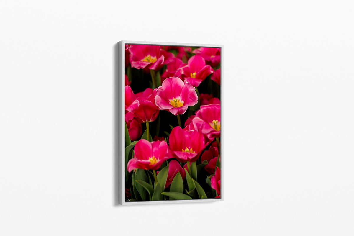 Magenta tulip print shown as a canvas in a white float frame.