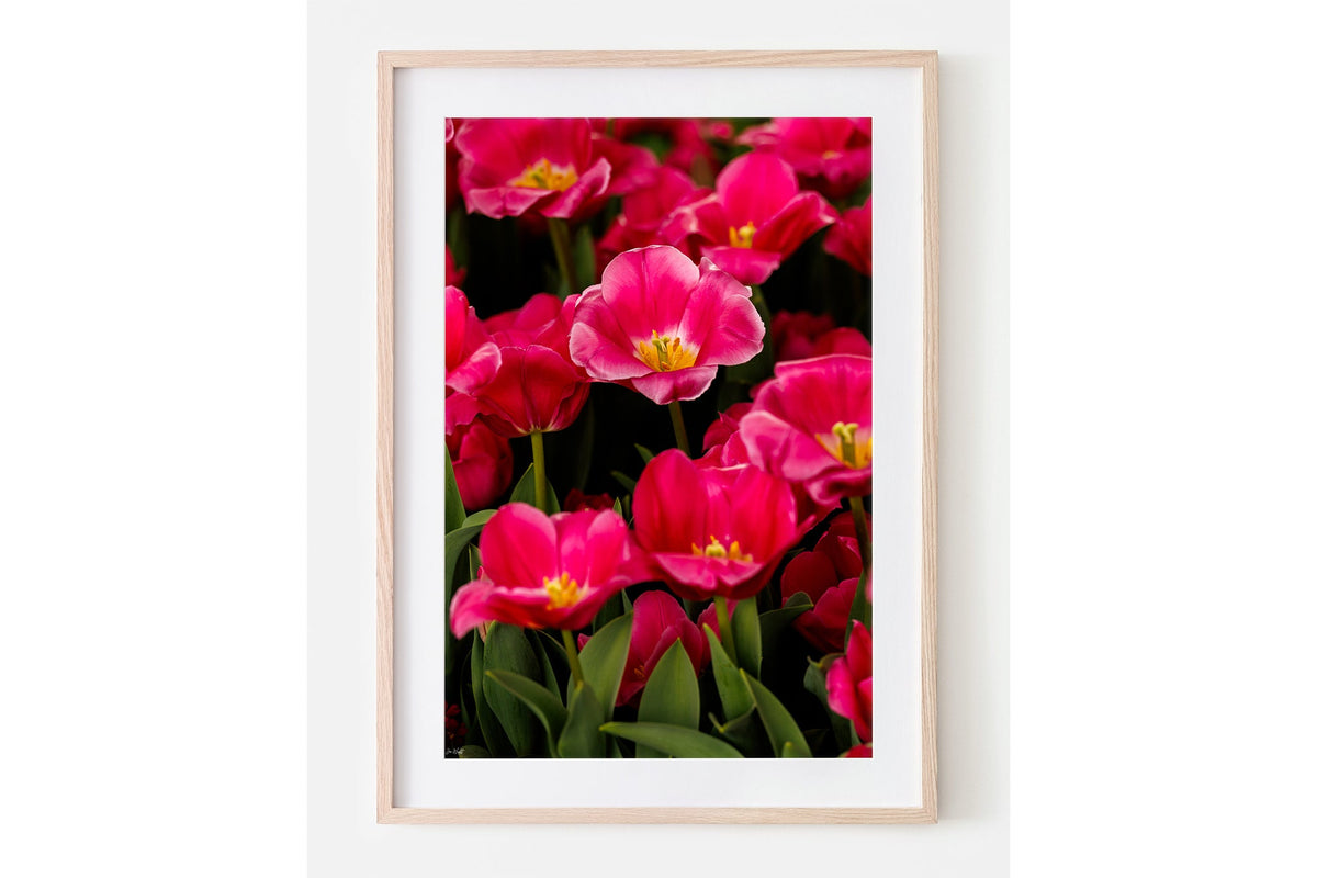Magenta tulip print shown framed in oak with a white mat.