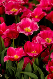 Open pink-magenta tulips showing yellow stamens against deep green leaves and a dark background, a floral wall print.