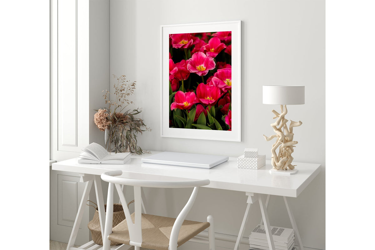 Magenta tulip print shown framed in white.