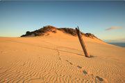 Footprints cross rippled golden sand toward a lone weathered tree trunk on the Carlo Sand Blow at Rainbow Beach, a dune wall print.