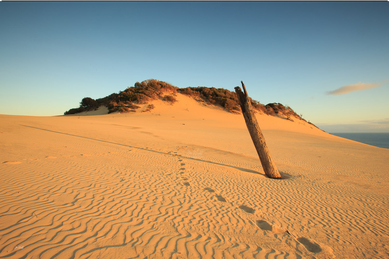 Footprints cross rippled golden sand toward a lone weathered tree trunk on the Carlo Sand Blow at Rainbow Beach, a dune wall print.