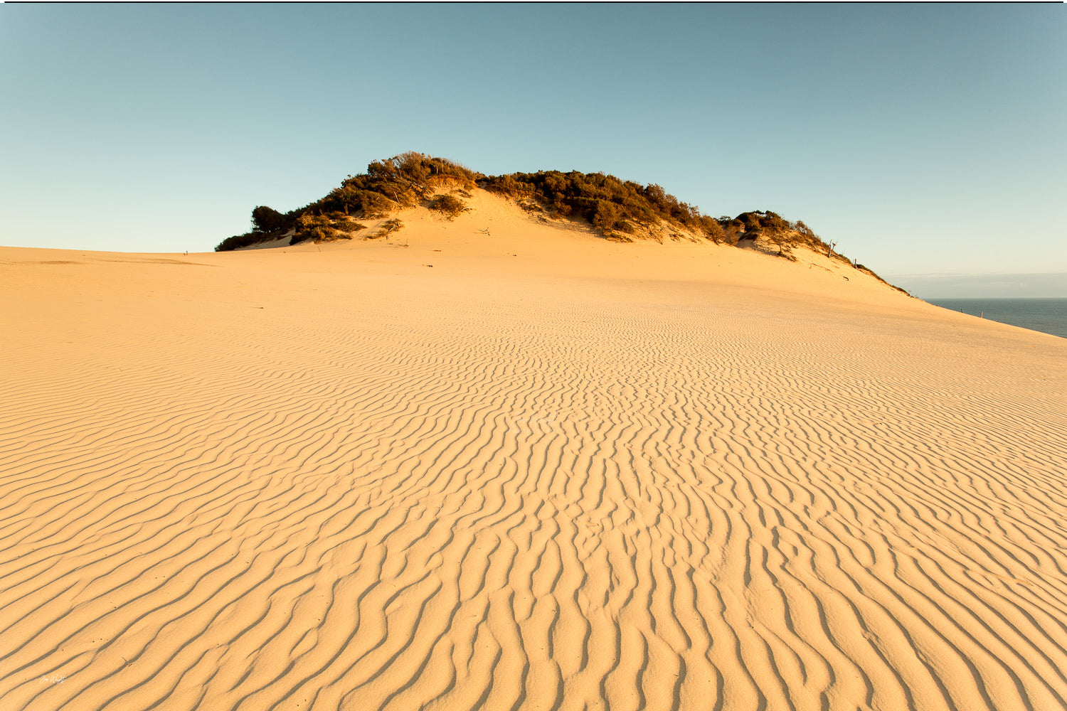 Rippled golden sand sweeps toward a vegetated dune crest at the Carlo Sand Blow, Rainbow Beach, a minimal dune wall print.