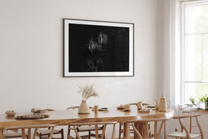 Fine art black and white aerial photograph of humpback whales during their annual migration in Australian waters.