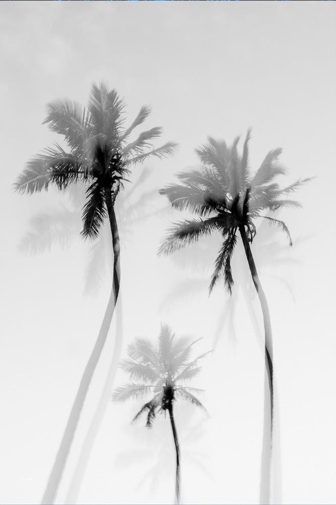 Coastal Palms B&W - Palms Collection