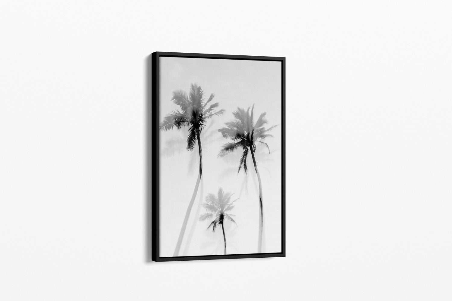 Coastal Palms B&W - Palms Collection