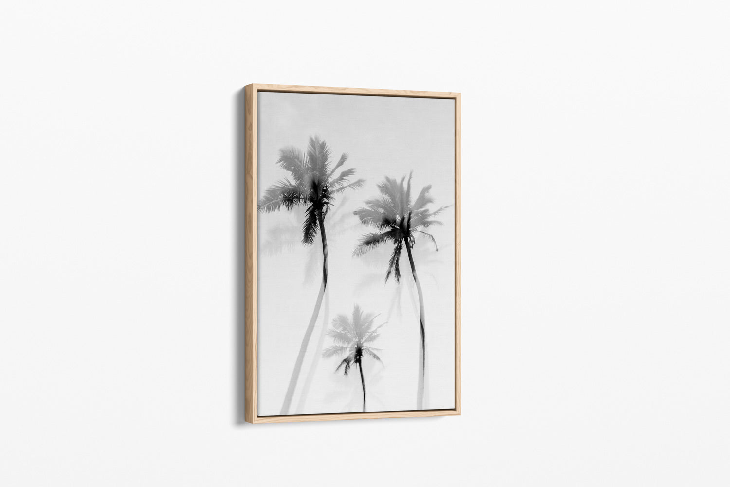 Coastal Palms B&W - Palms Collection