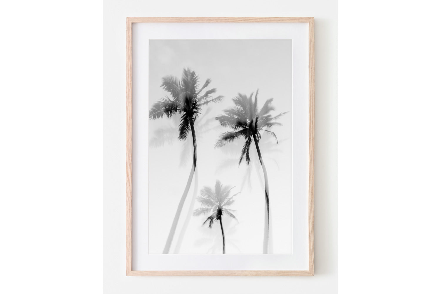 Coastal Palms B&W - Palms Collection