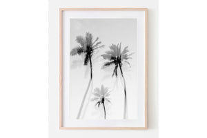Coastal Palms B&W - Palms Collection