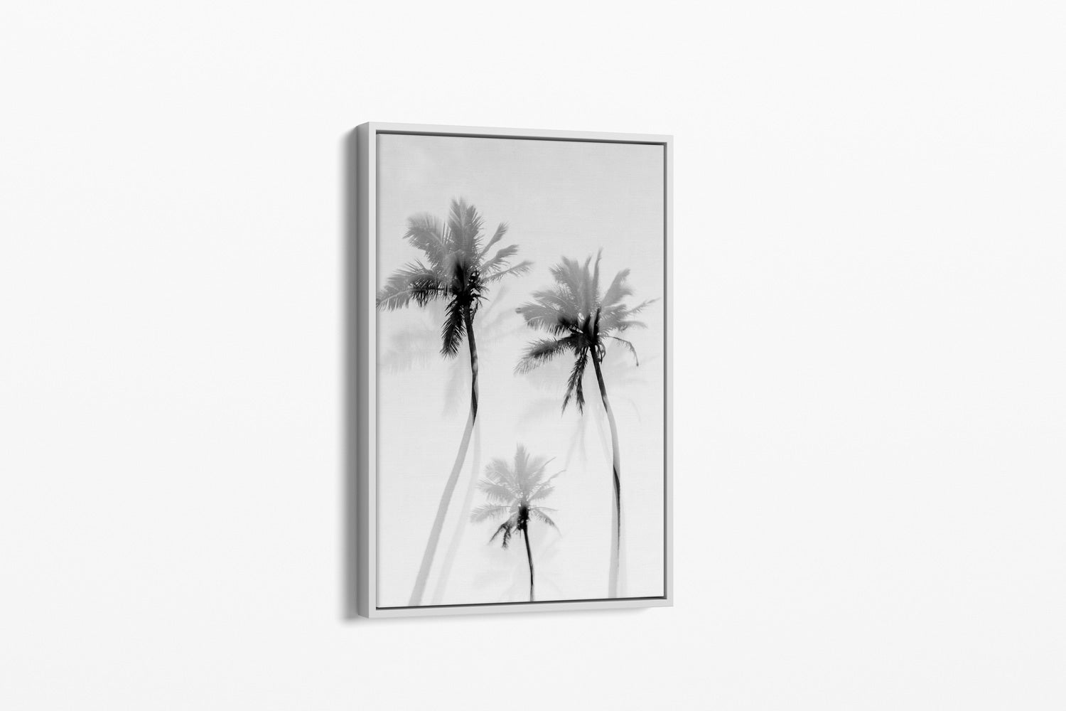 Coastal Palms B&W - Palms Collection