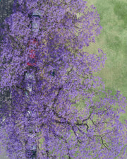 Bloom Boulevard - Print Only