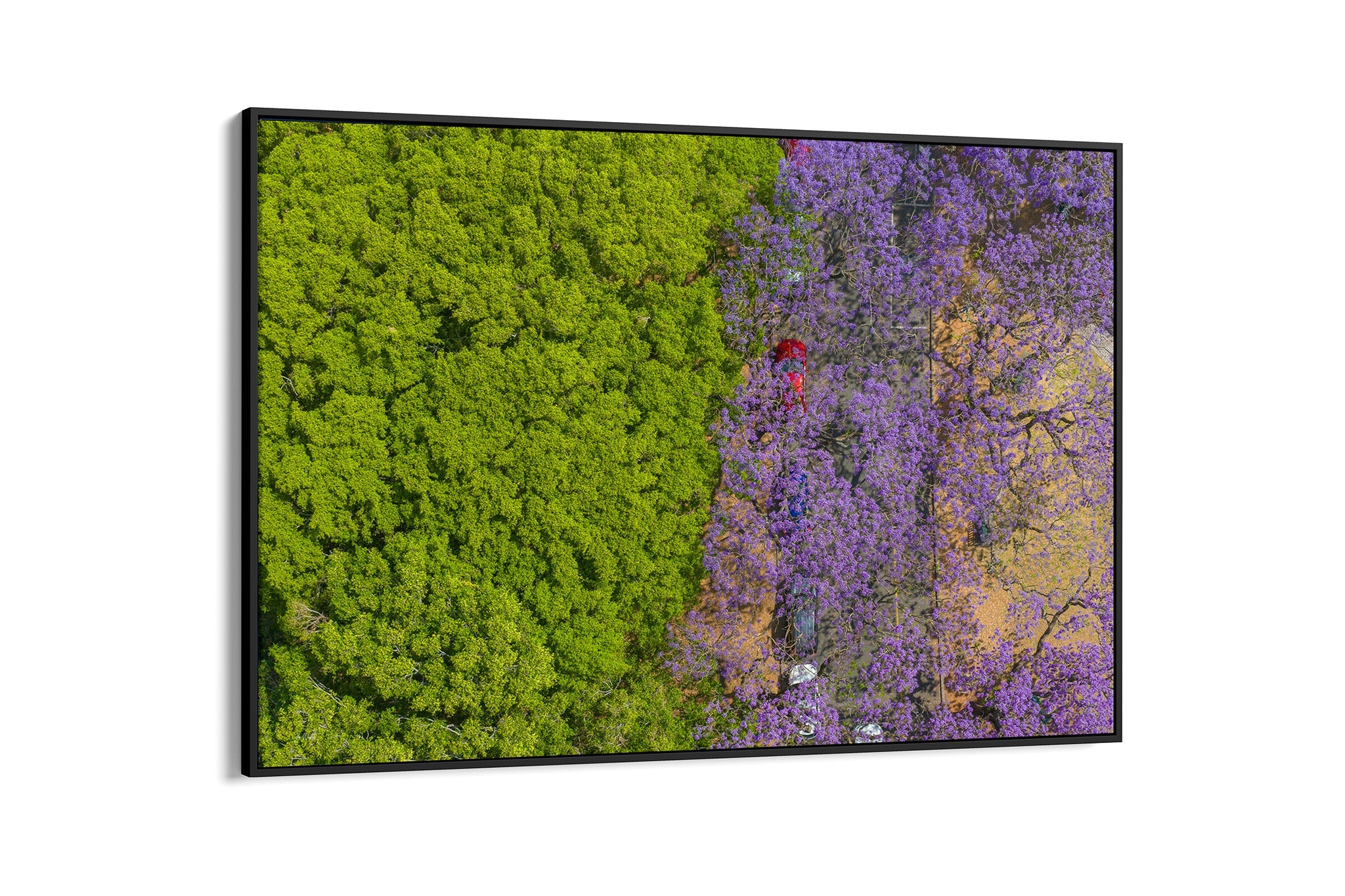 Purple Parade - Float Frame Canvas Black