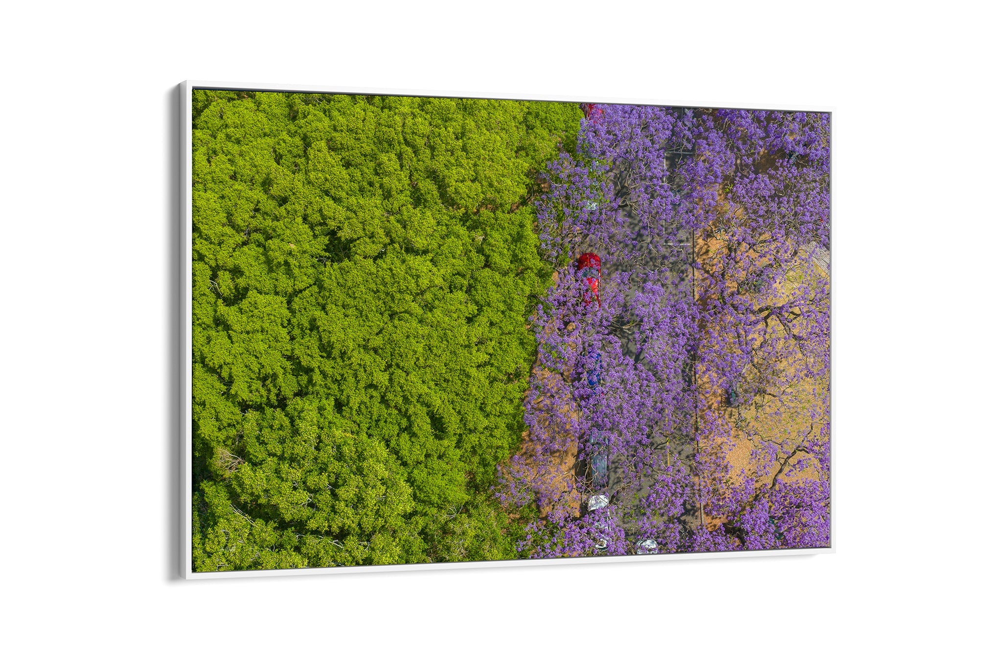 Purple Parade - Float Frame Canvas White