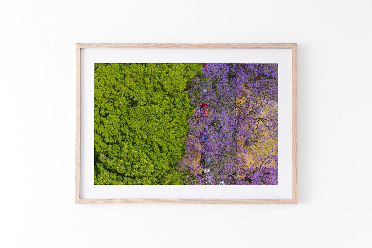 Purple Parade - Oak Frame Standard