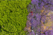 Purple Parade - Print Only